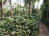 INDIA MONSOON MALABAR - AA