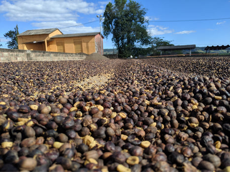 Brazil Mogiana- Natural Processed