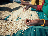 Zambia Natural Gold- Single Origin