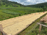 Burundi Washed-Businde Lot 708