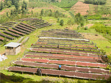 Burundi Washed-Businde Lot 708