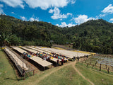 Ethiopia Guji G1 Organic Natural - Kayon Mountain