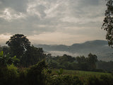 Ethiopia Guji G1 Organic Natural - Kayon Mountain