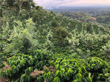 Mexico Decaf Organic - Mountain Water Process