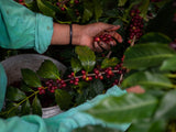 Mexico Decaf Organic - Mountain Water Process