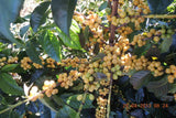 Brazil Cerrado- Natural Process