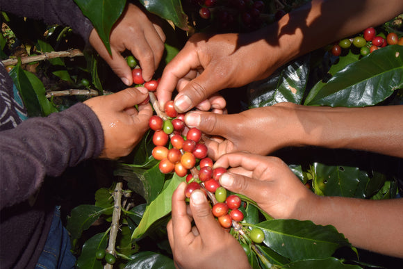 Peru - Organic Fair Trade