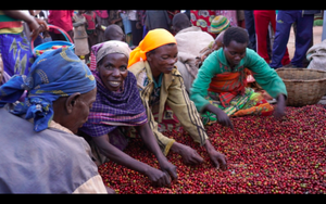 Burundi Kinyovu Washing Station, Matongo Micro-lot