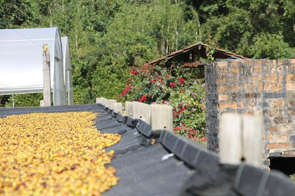 Sul Minas-Brazil-Natural Process