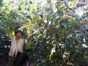 Bolivian Fair Trade Organic